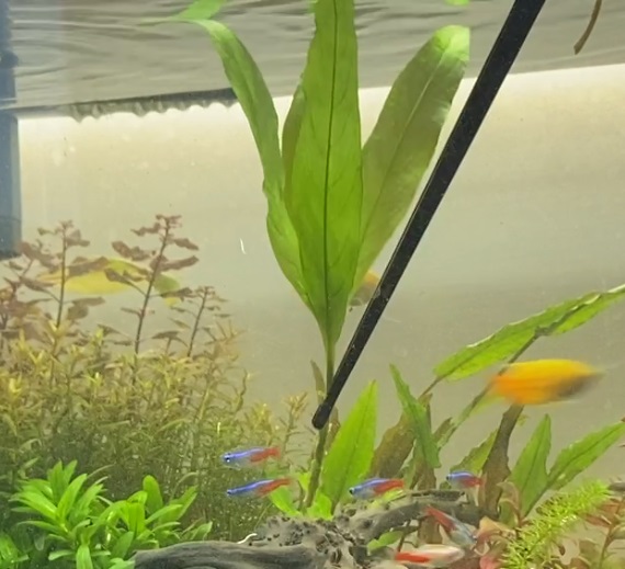 ラージリーフハイグロを植える