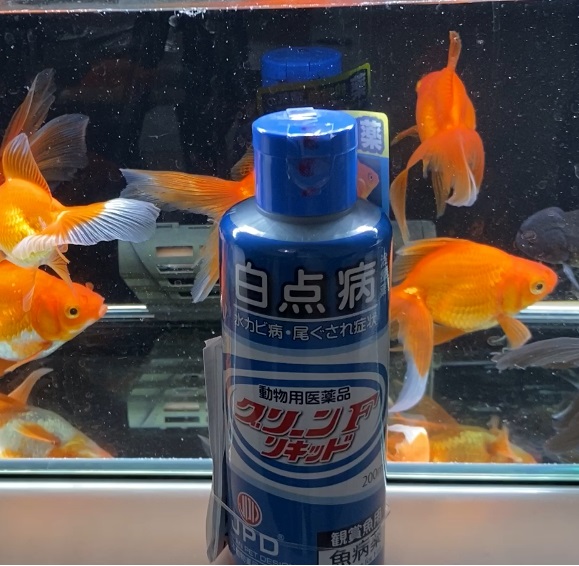 グリーンFリキッドを使って薬浴を浴びている金魚達