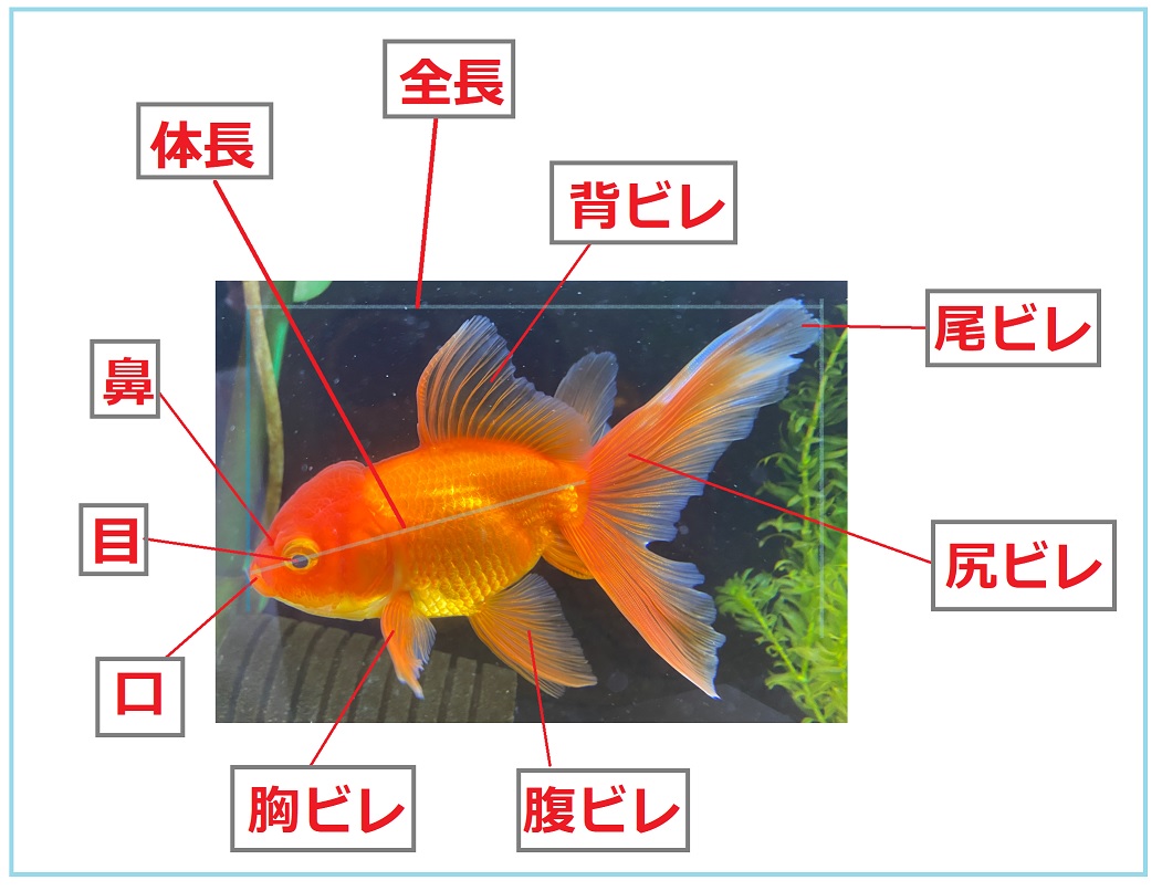 金魚各部位の名称