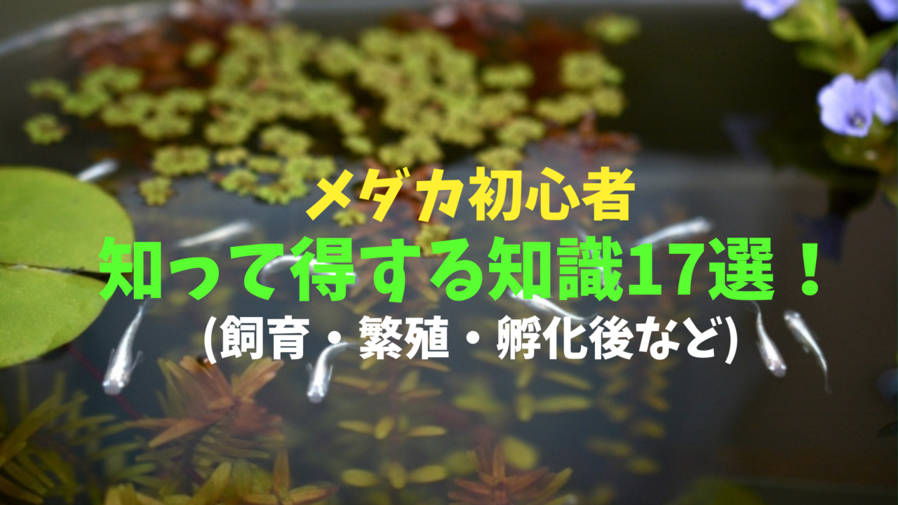 メダカ初心者に知って得する知識17選！(飼育・繁殖・孵化後など)