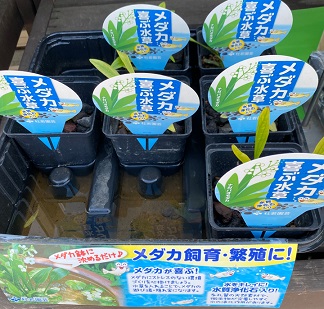 ビオトープ用水生植物