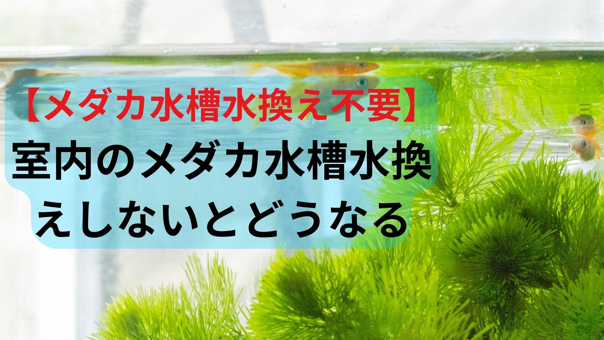 水換えの要らないメダカ水槽 メダカ】水換えの要らない水槽でメダカを楽しもう（底面フィルターで